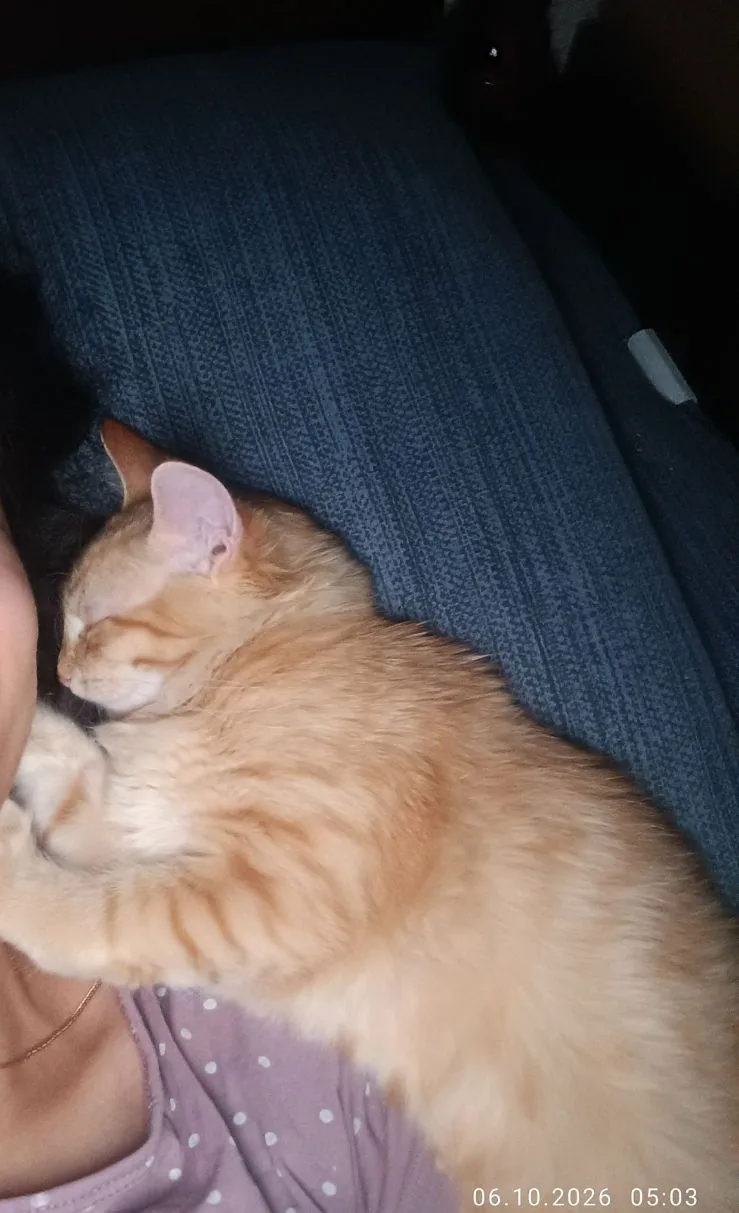 Проснулась, потому что рыжее чудо уснуло рядом и мурлычет под нос 😸