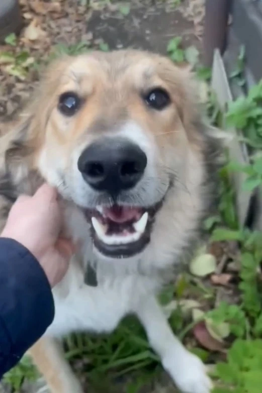 Ищем самые добрые руки и любящую семью для Тэдди🐕 Возраст 10 месяцев, полностью привит...