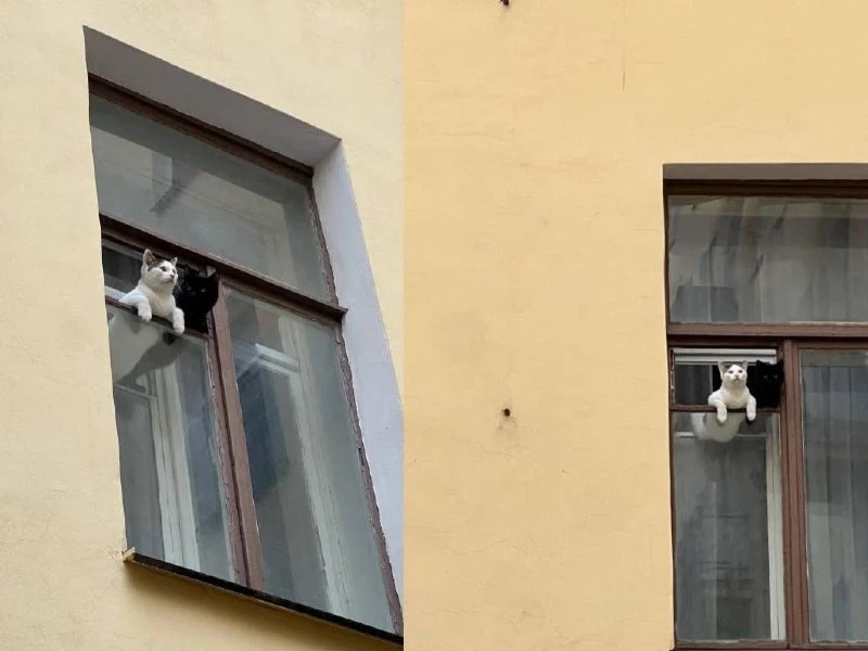 😼 Усатые надзиратели за Выборгом