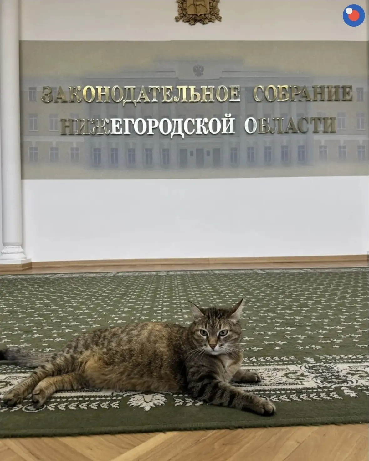 В Заксобрании Нижегородской области есть сотрудник, которому можно всё: это кошка Марус...