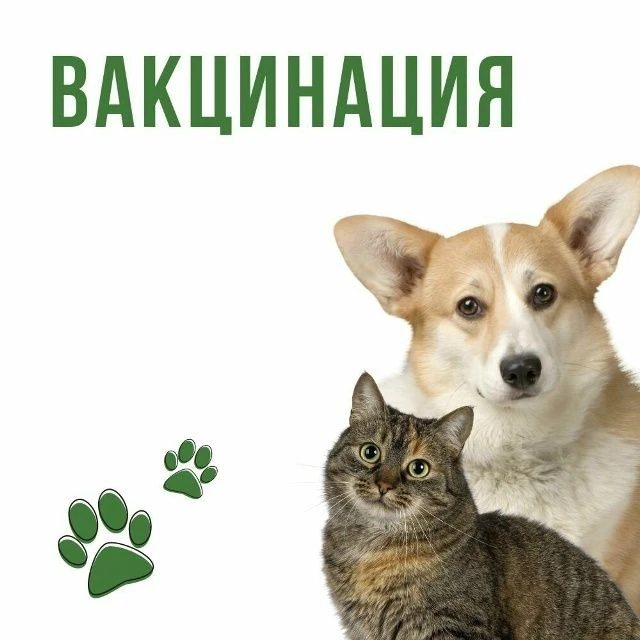 Уважаемые владельцы домашних животных!