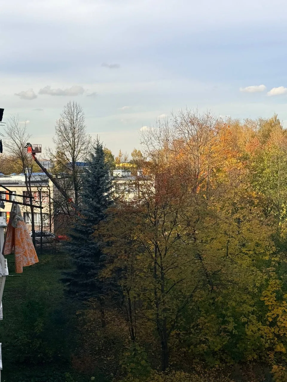 🌳 Жители обратили внимание, что на углу Гоголя 18, со стороны детского сада вырубаются...