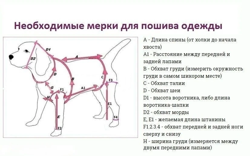 Как снимать мерки с собак для пошива одежды 🐕️