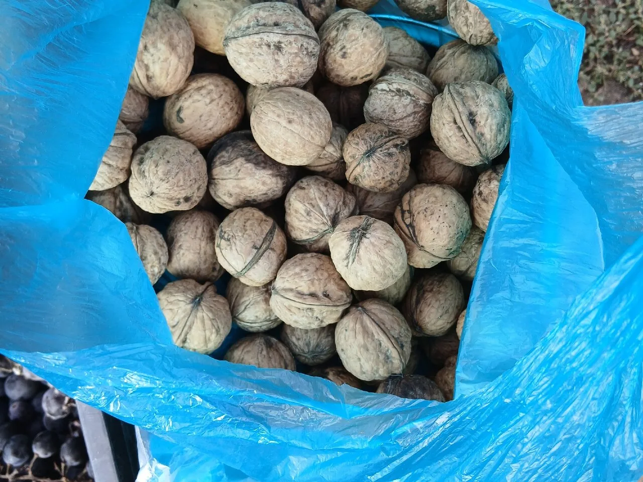 Продам орех, айву и белый столовый виноград