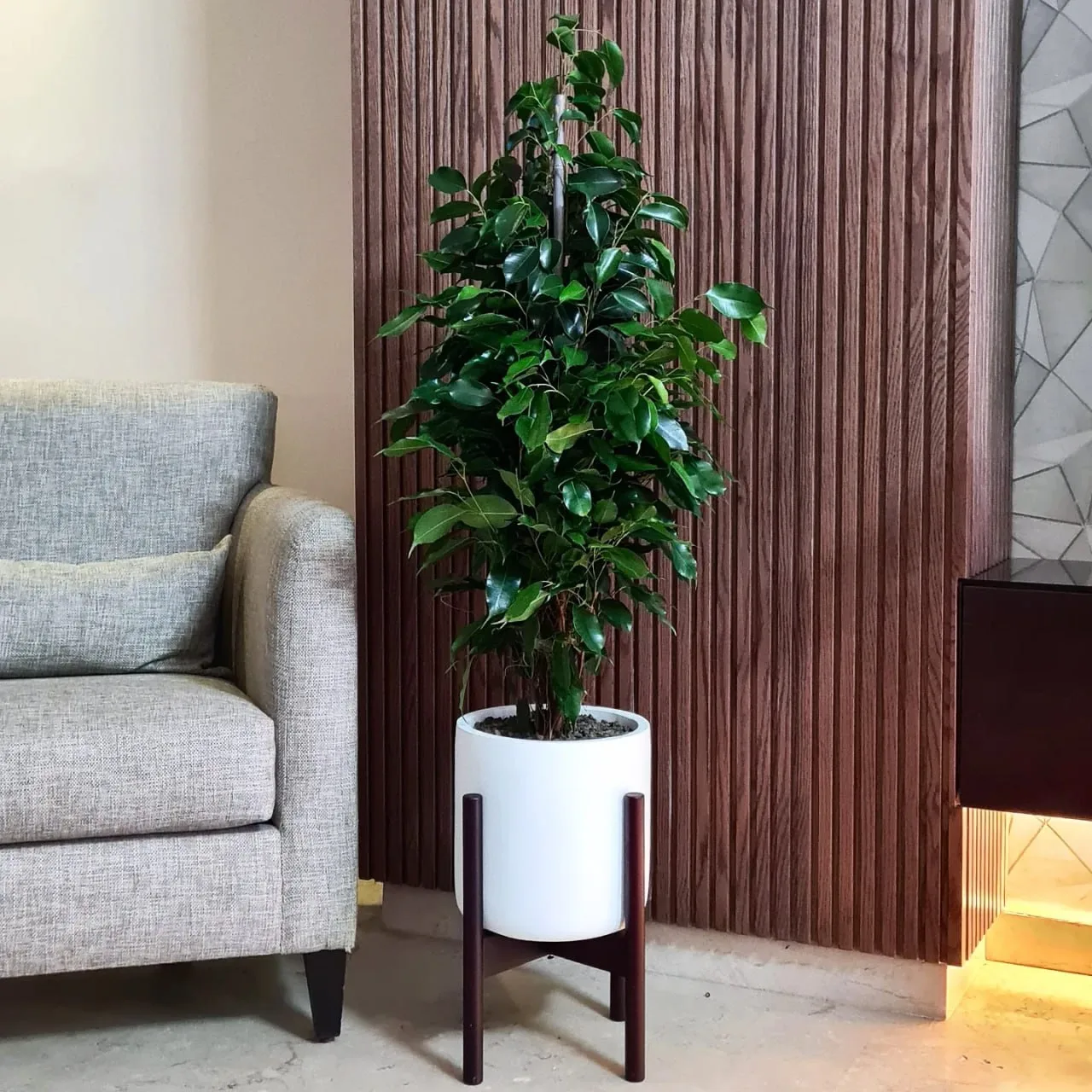 🌿 Фикус бенджамина 🌿