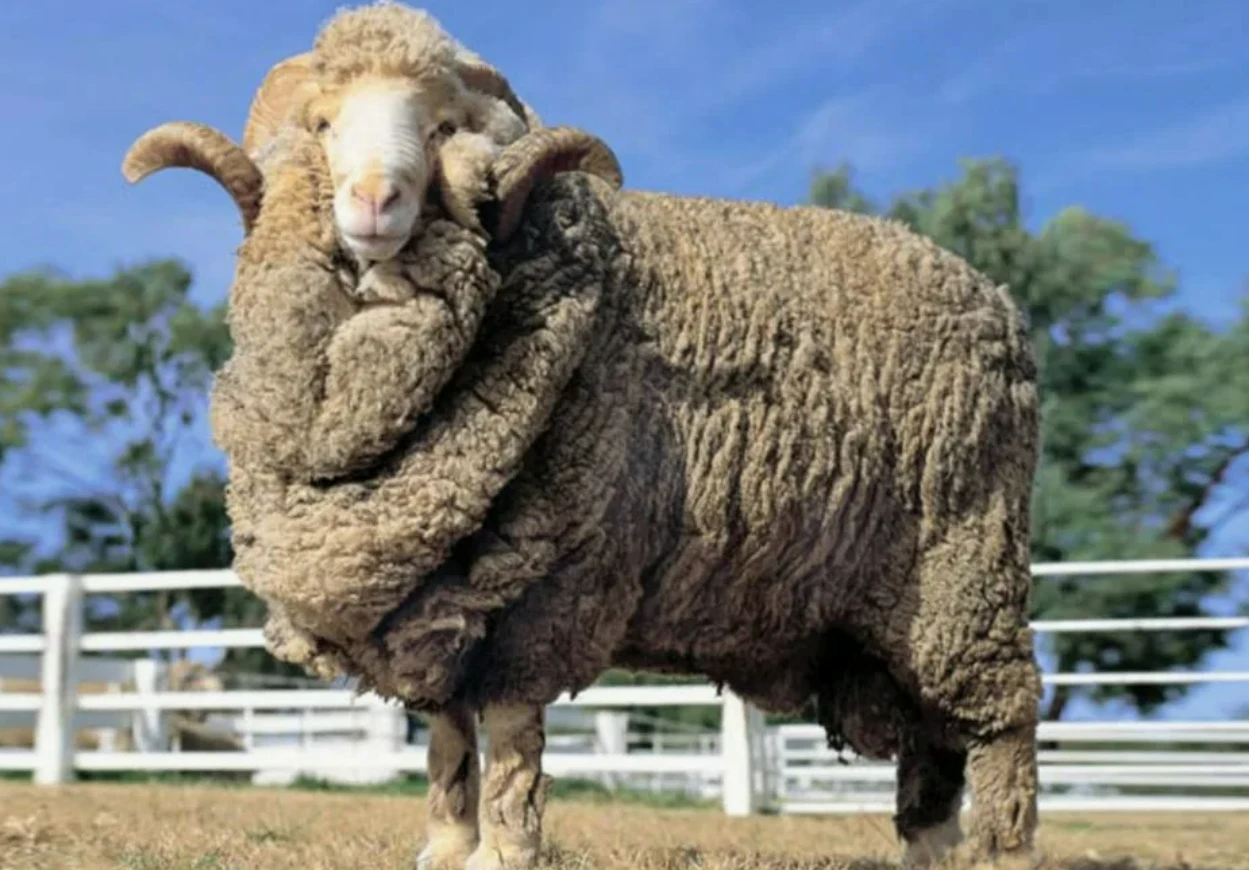 Что такое меринос и почему все от него в восторге? 🐑✨