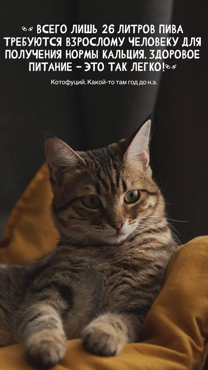 #котофуций #юмор
