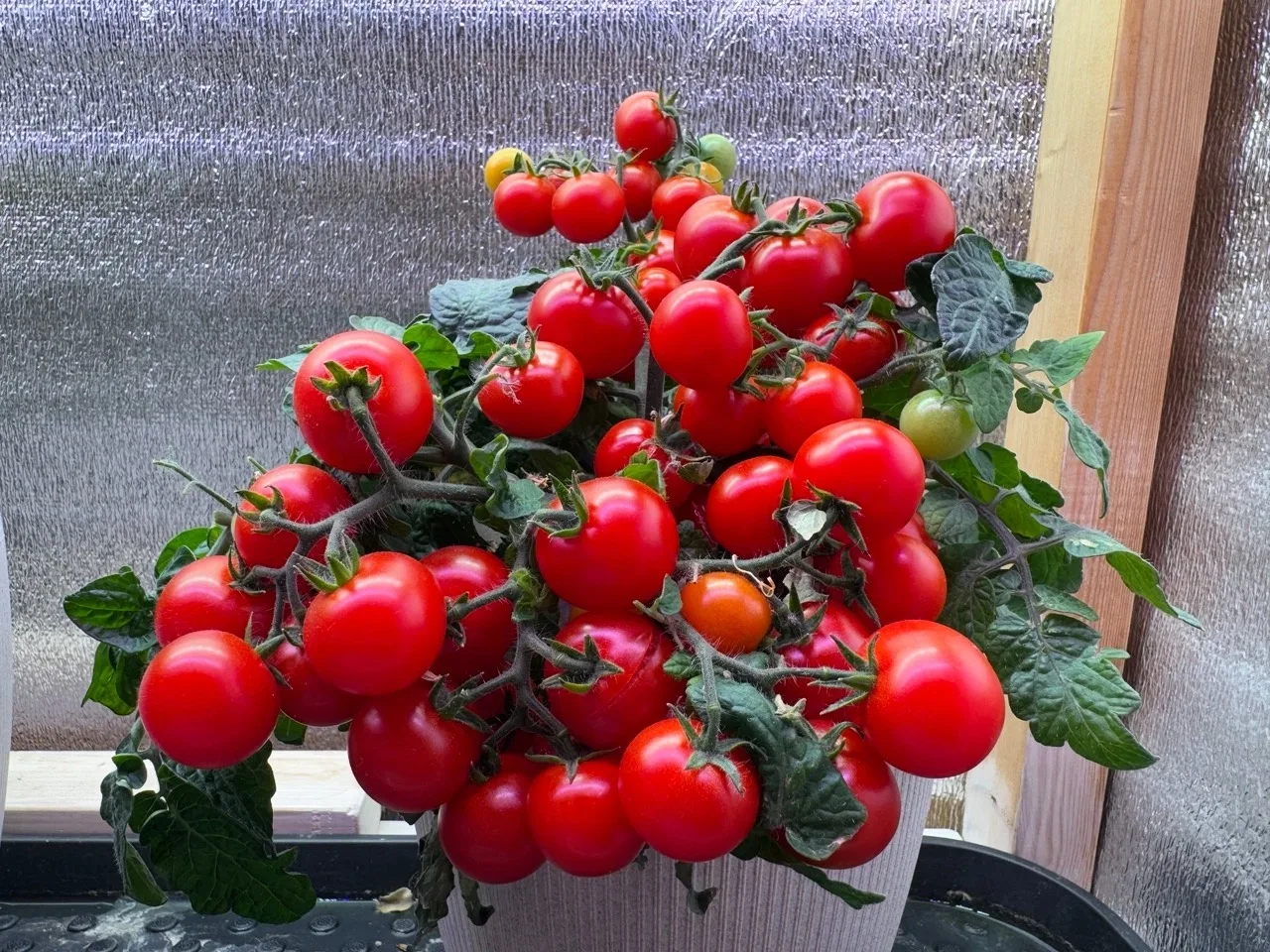 🍅🥒Зимний огород стартует!