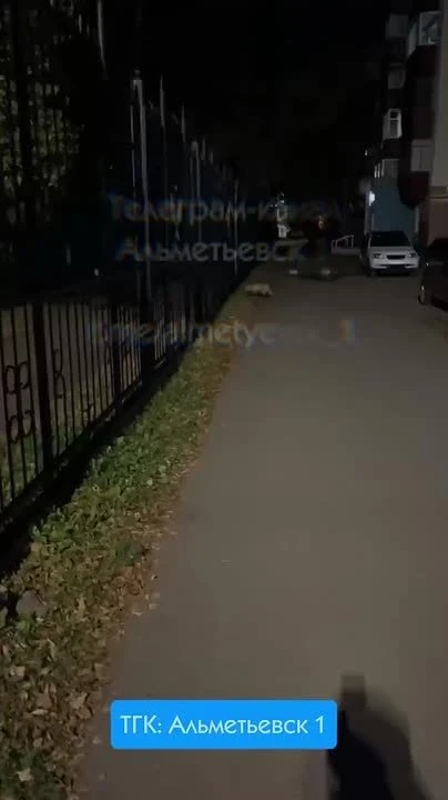 🦊 Лиса вышла к людям в Альметьевске
