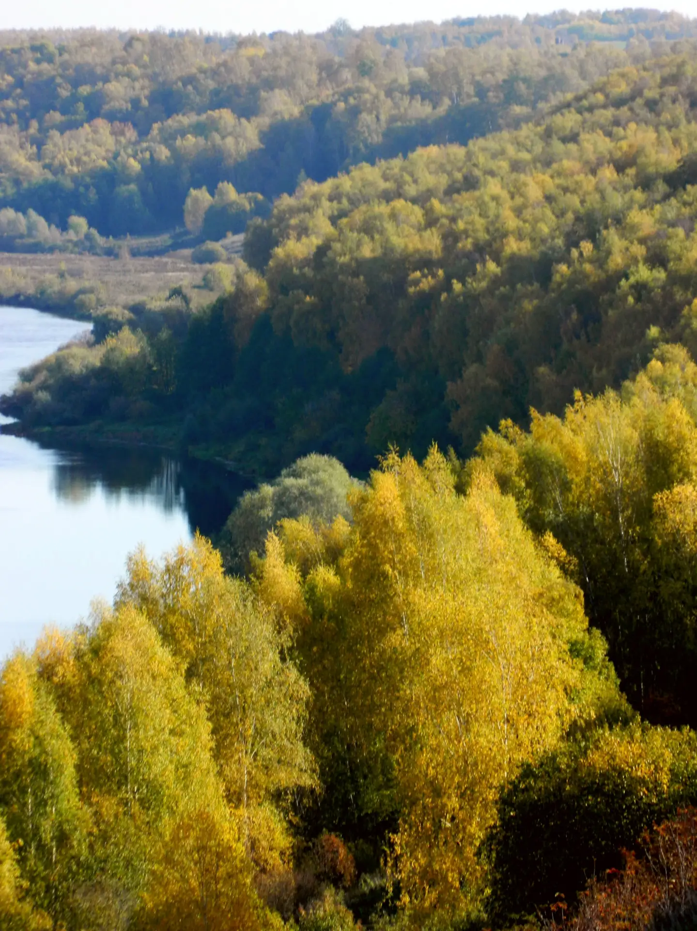 Осенний березовый лес у берега Клязьмы
