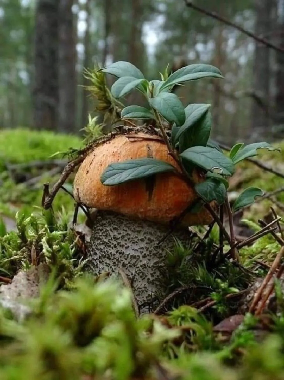 Запах осени...🍂