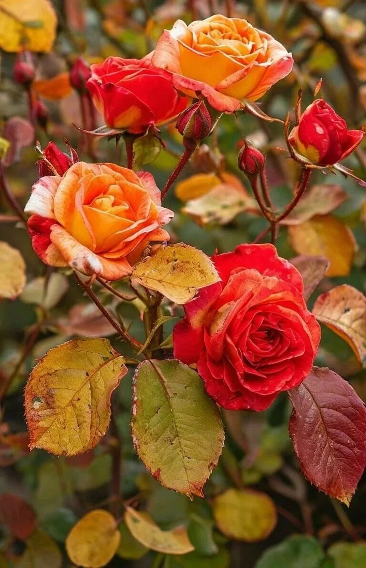 🧡🍂🧡