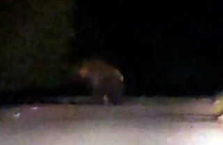 В местных чатах Киселевска вновь появилось видео с вышедшим из леса медведем.