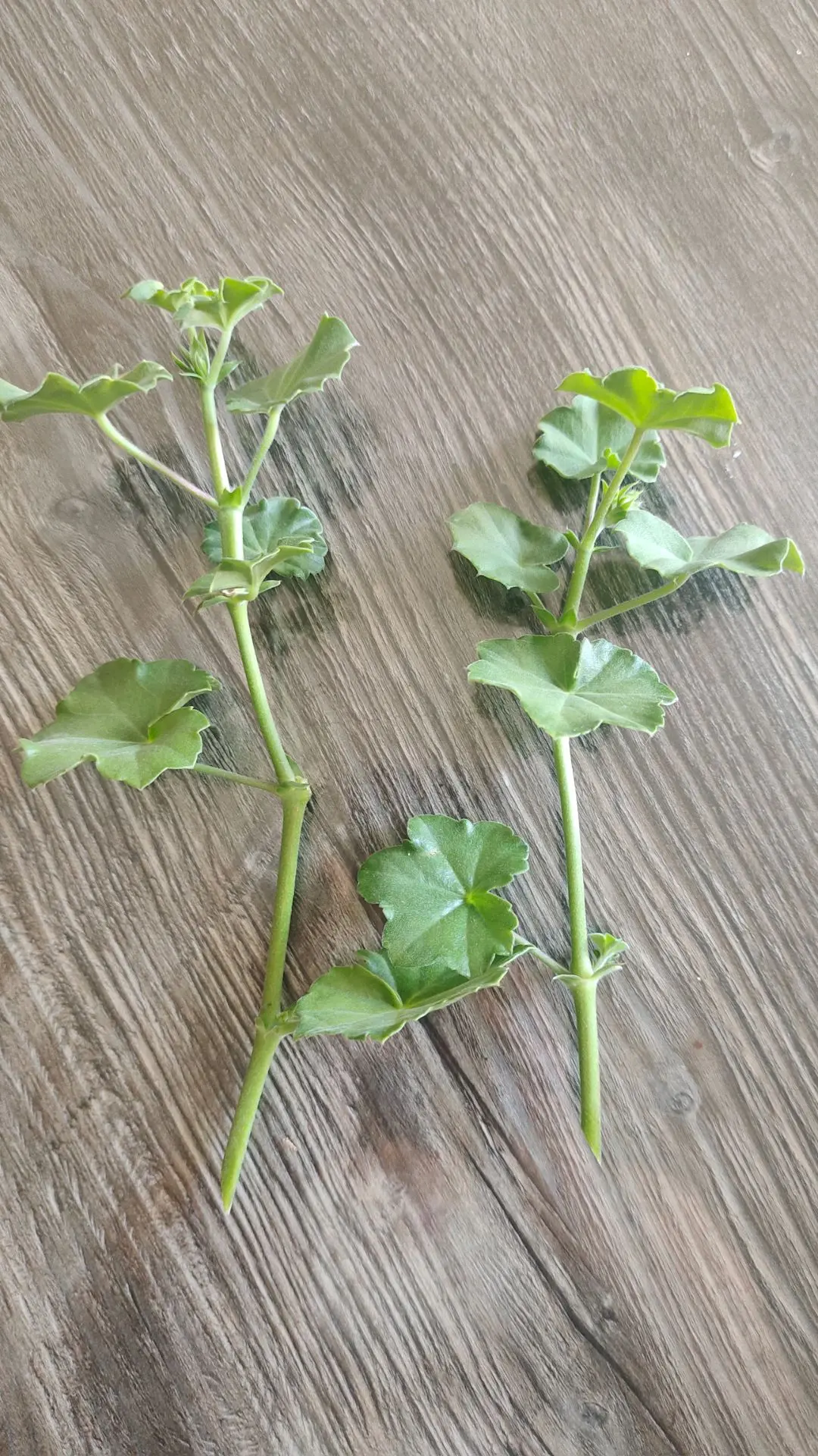 Легко укореняем черенки 🌿пеларгоний 🌺