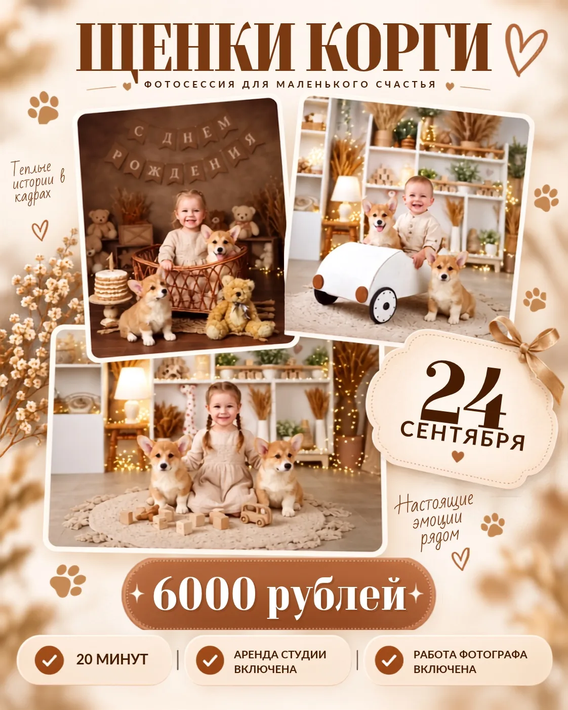 Фотопроект с щенками корги 24 сентября.