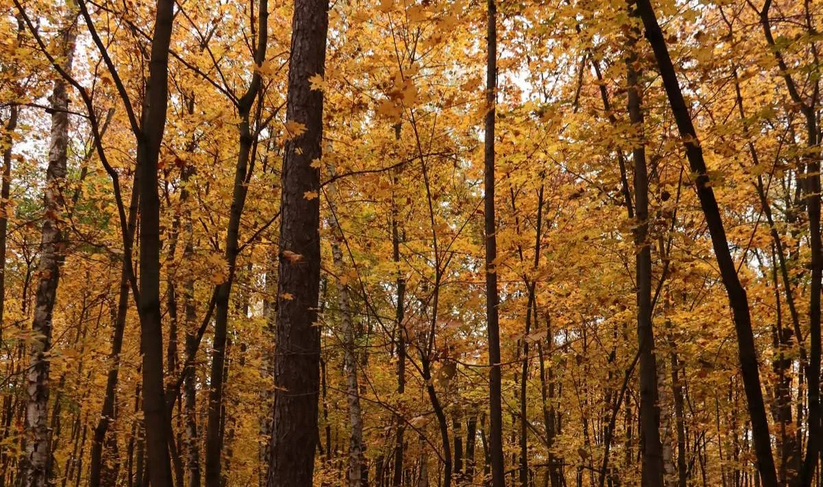 🍂 Доброе утро, москвичи!
