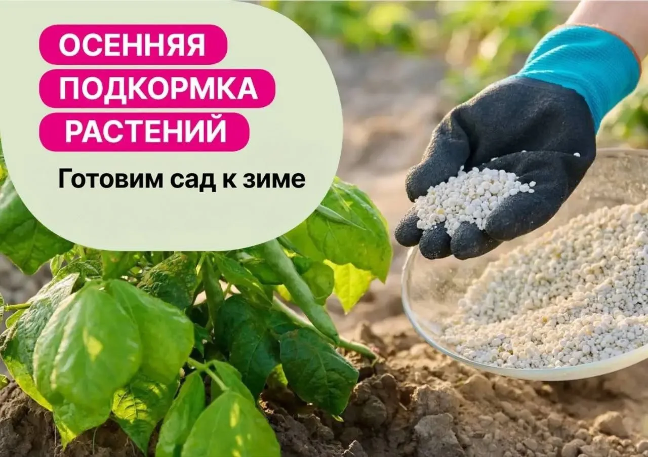 🪻 Как подготовить почву для зимовки любимого сада?
