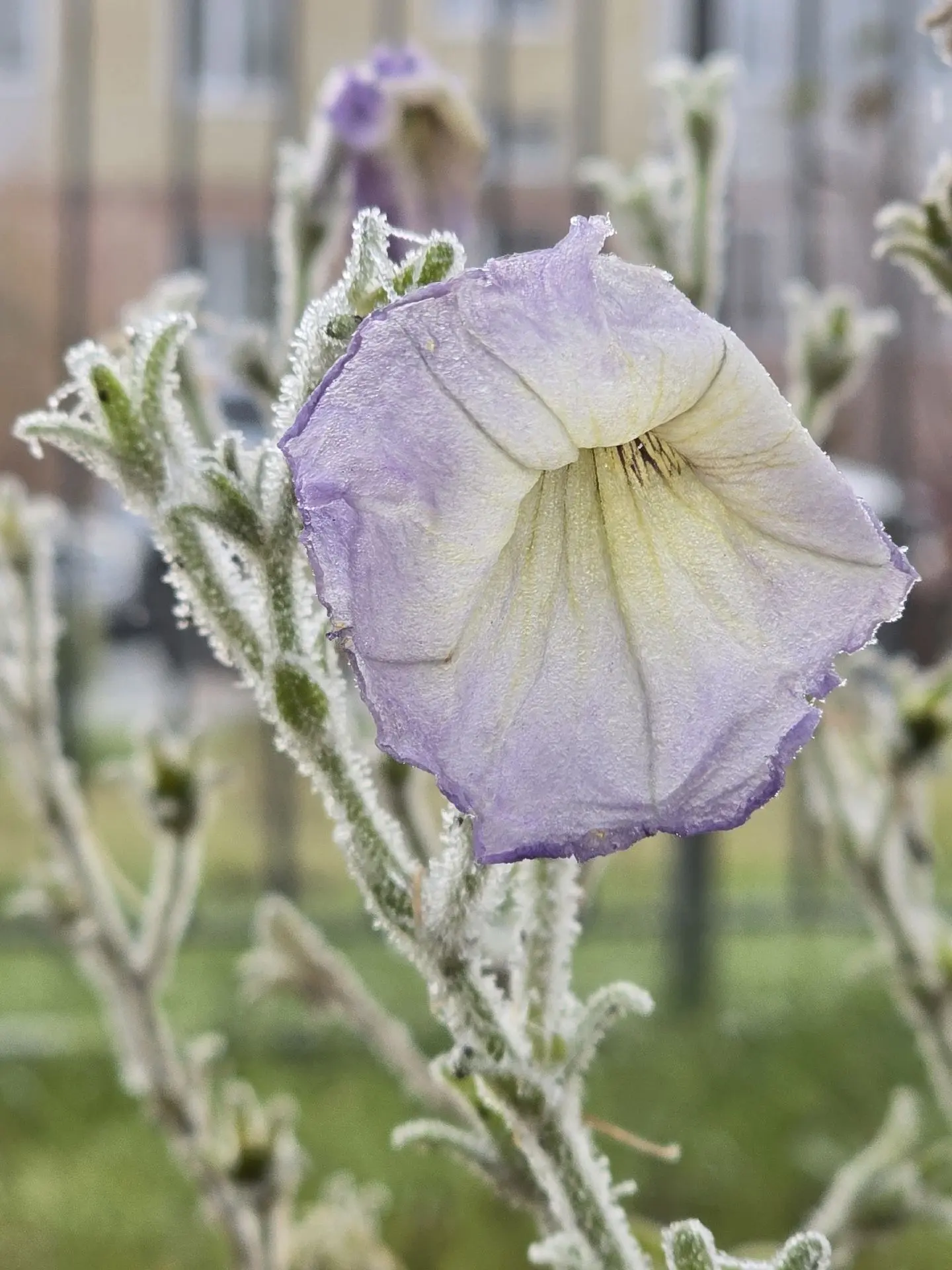 Ледяная колыбельная Ямала ❄️🌸