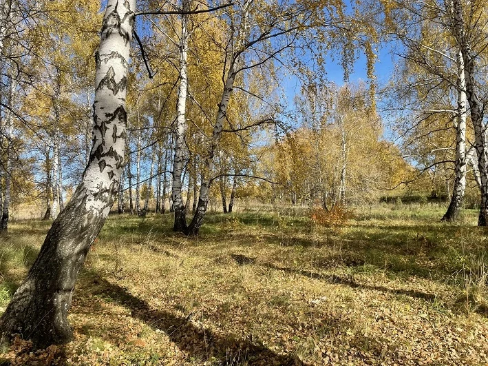 🍁По данным Башгидромета, 13 октября на территории республики переменная облачность. Бе...