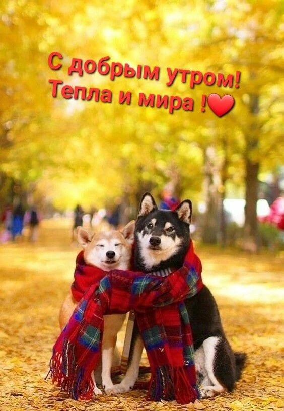 МИР ПОЗИТИВА 🤩 ОТКРЫТКИ!!