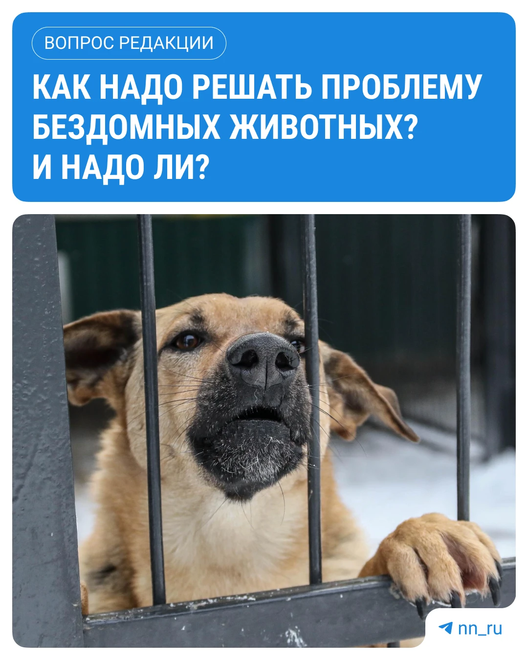Особый режим из-за ситуации с бездомными животными могут начать вводить в Нижегородской...