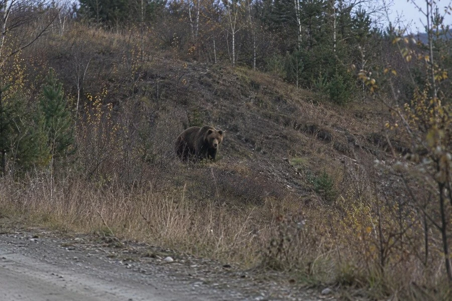 🐻 Медведя второй день видят под Белогорьем