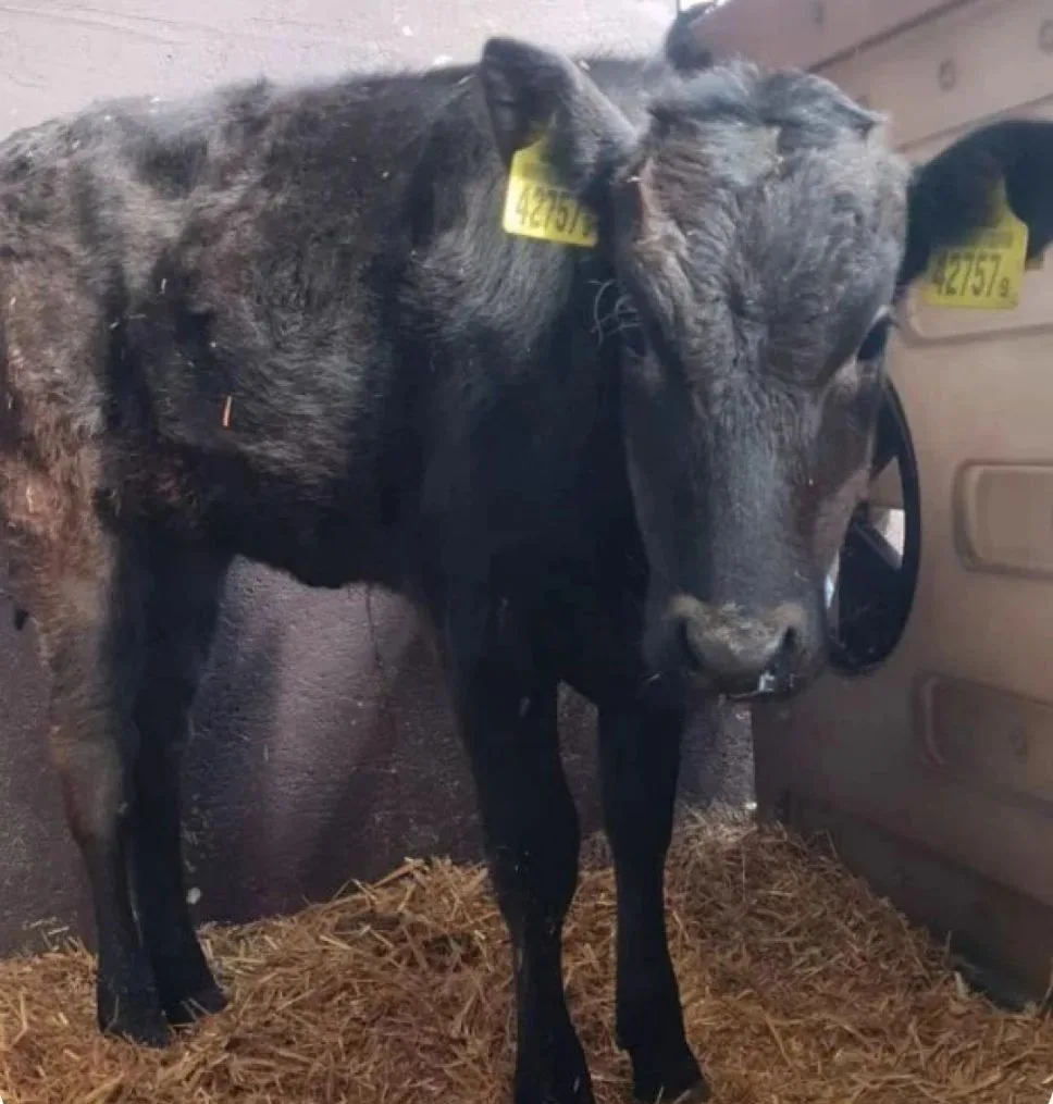 🐮🇯🇵 Элитное пополнение: Александру Лукашенко подарили японскую «тёлочку»