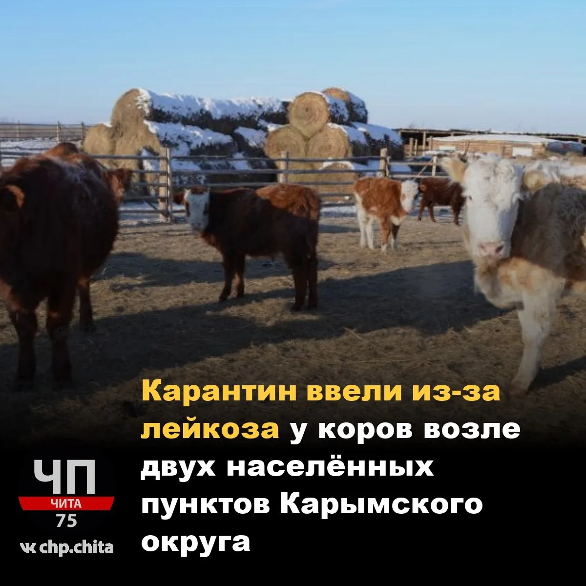 ❗ Карантин ввели из-за лейкоза у коров возле двух населённых пунктов Карымского округа