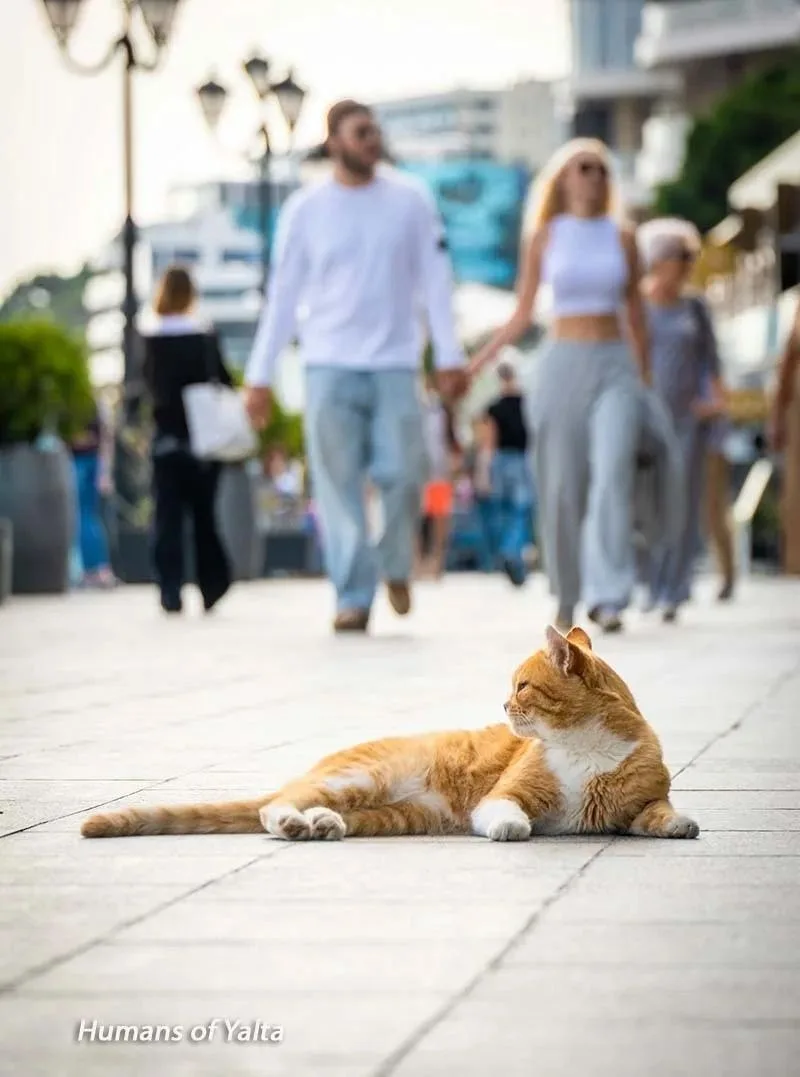 И пусть весь мир подождет!🐈Осенняя Ялта🧡