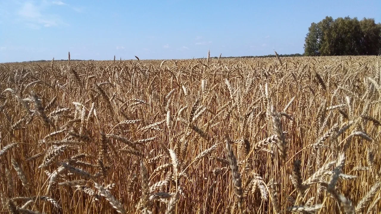 В Новосибирской области уборка зерновых и зернобобовых близится к завершению