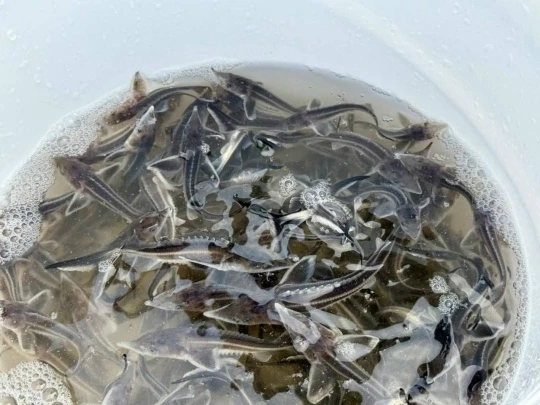🐟 В Вятку выпустили более 1,2 тысячи мальков стерляди!