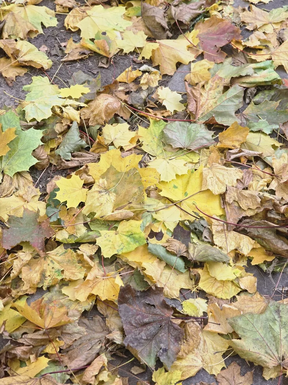 Осень в Зеленограде прекрасна 🍂 А эти шуршащие ковры под ногами в лесочке или на безлю...