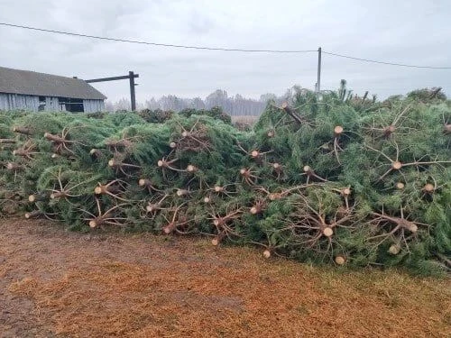 🎄 Башкирия отправила первую партию новогодних ёлок в Самарскую область