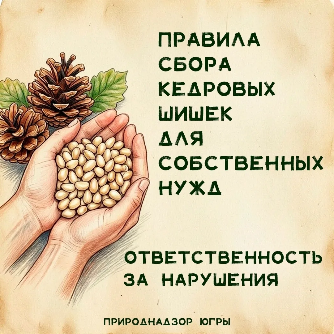 Природнадзор Югры напоминает о правилах сбора шишек для личных нужд и об ответственност...