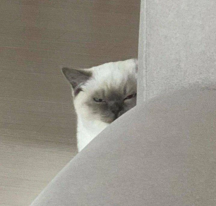 😾 День ворчуна отмечается сегодня