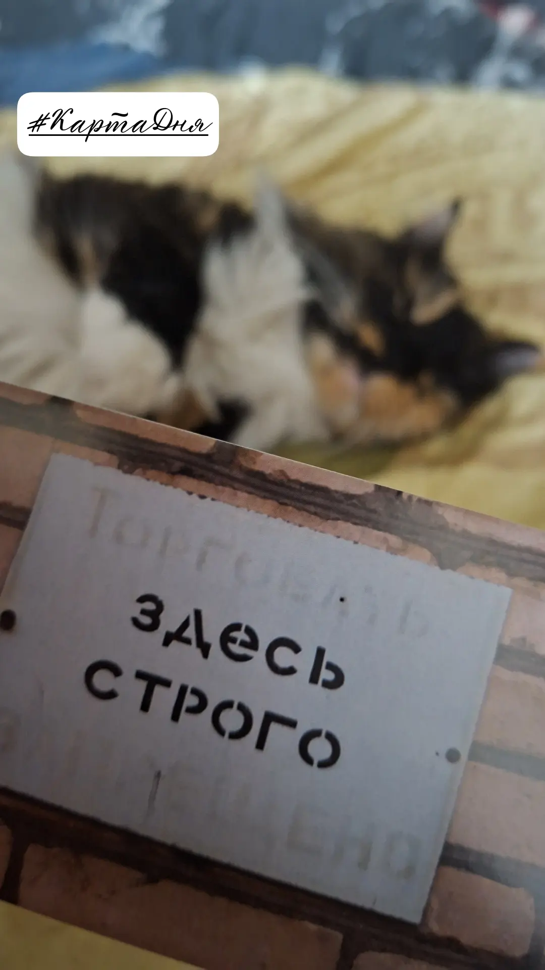 Всем дзен от нашей прекрасной Маруси 😻🐈