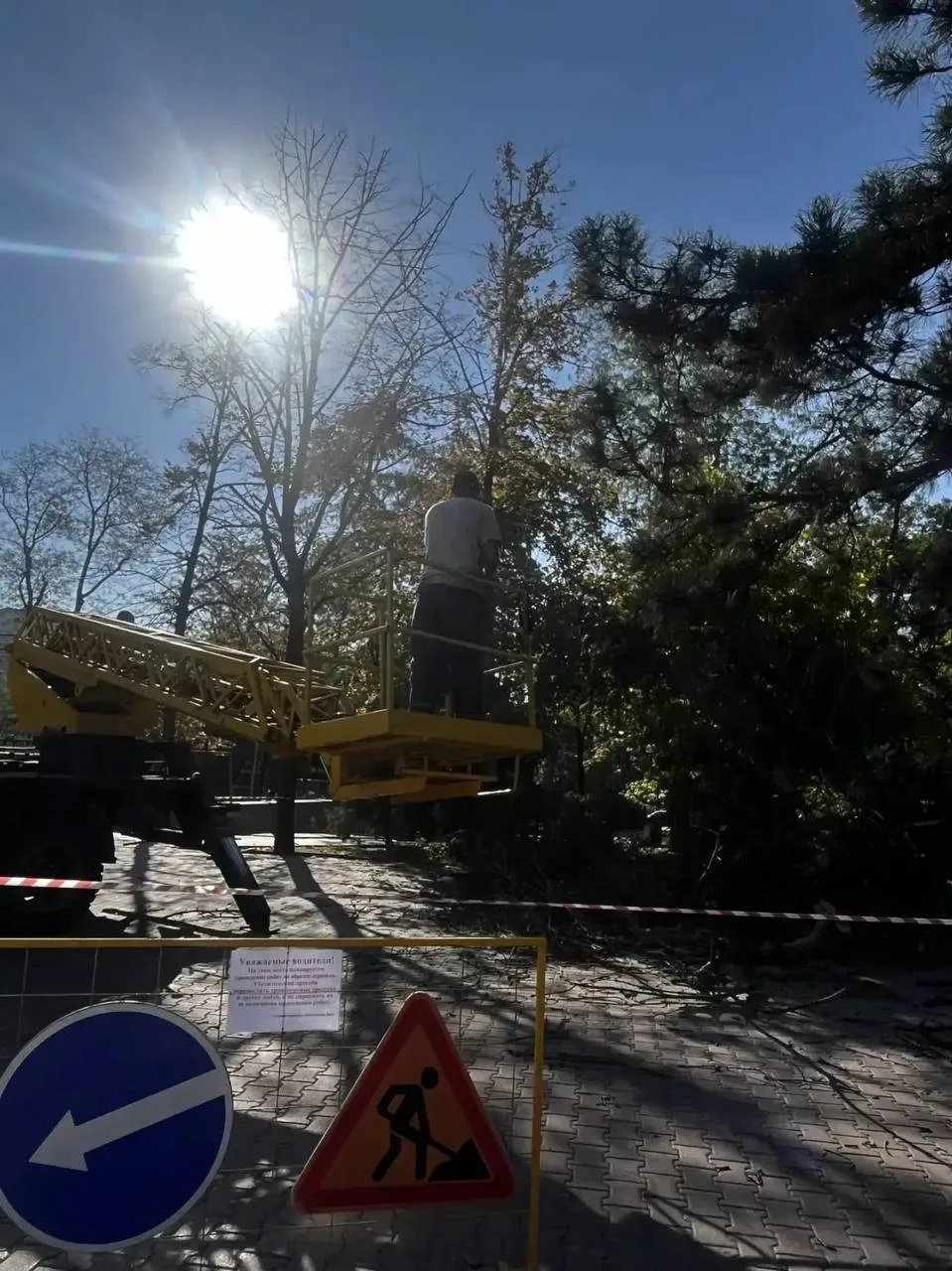 🌳 В сквере имени Фрунзе и на площади Карла Маркса начались работы по санитарной обрезк...