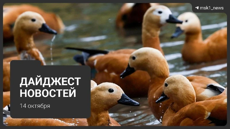 Дайджест новостей: главное за 14 октября