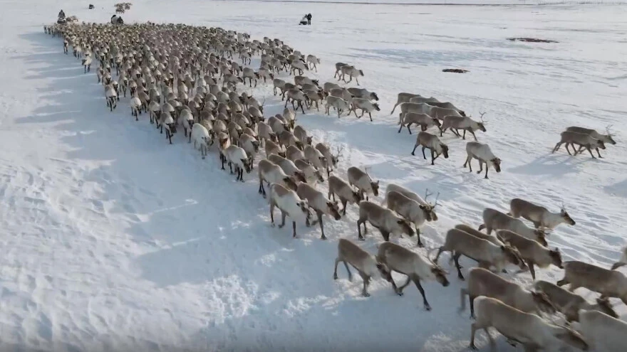 🦌 В ЯНАО готовятся к перекочёвке оленьих стад на зимние пастбища