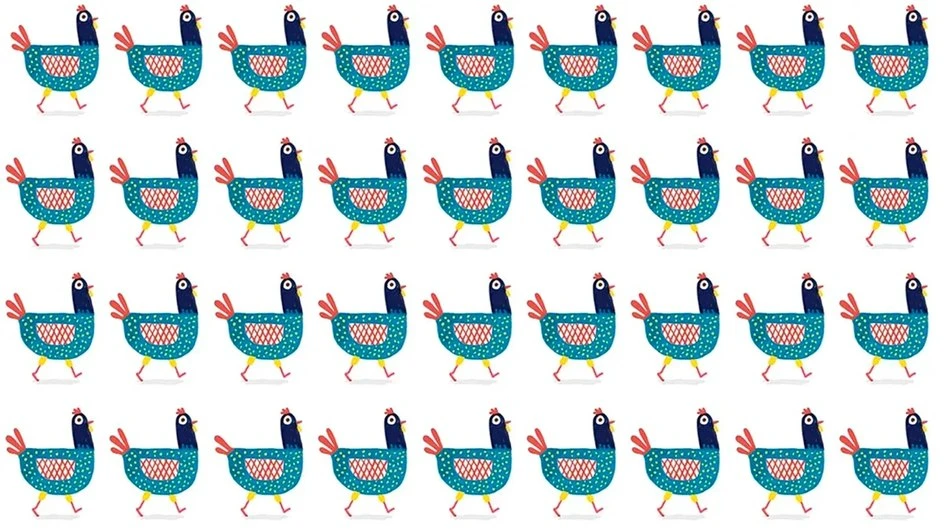Одна из 36 куриц отличается от остальных