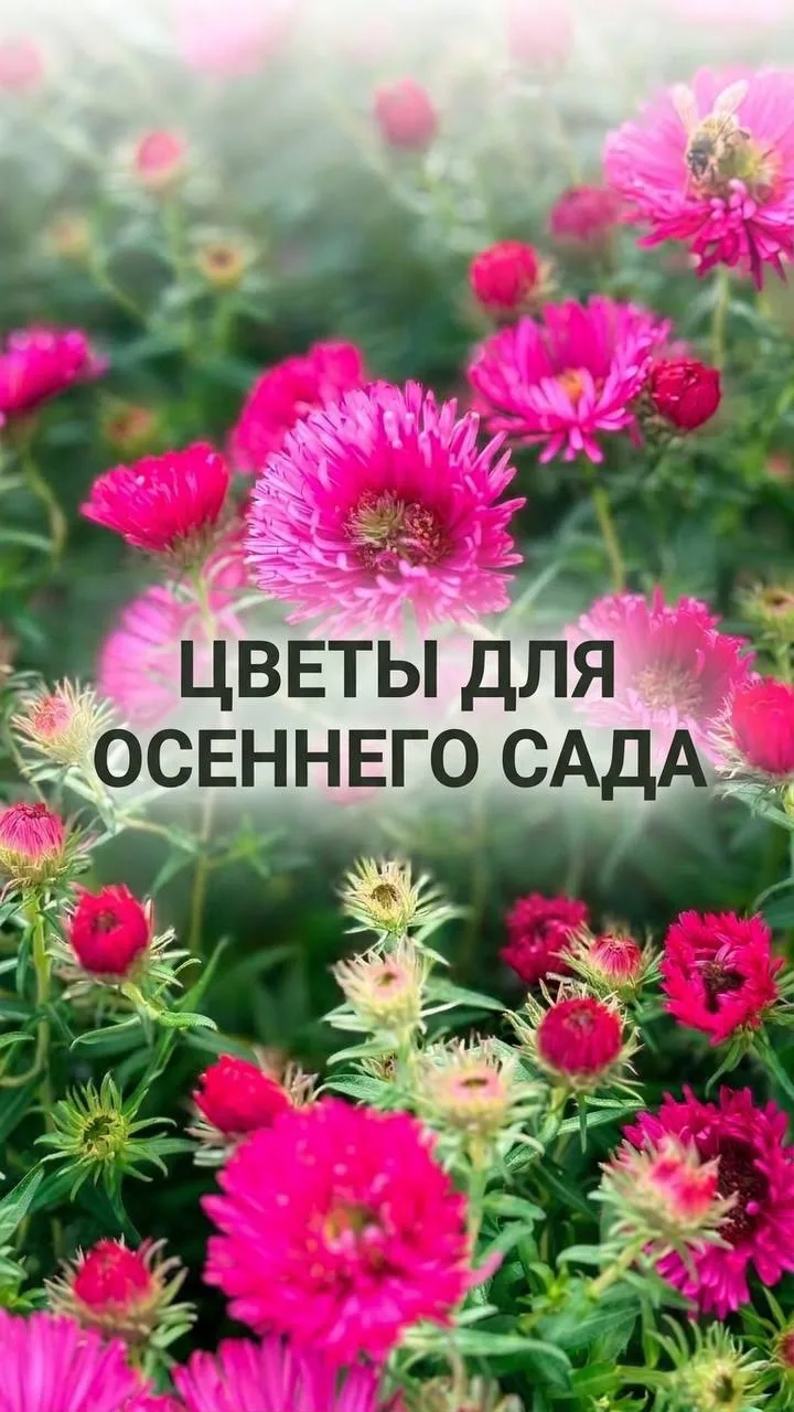 Изображение 5 к публикации «САДОВОД ИЗ МЕГАПОЛИСА»