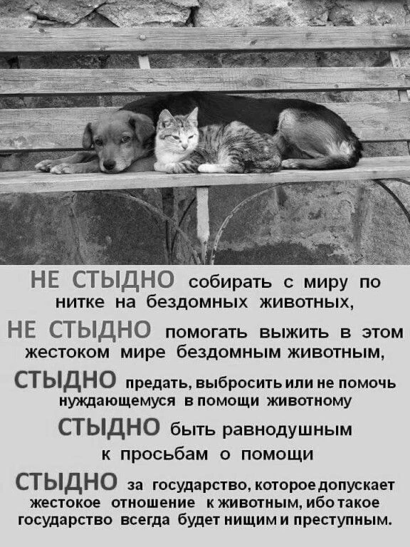 И стыдно за людей, которые жестоки к животным...