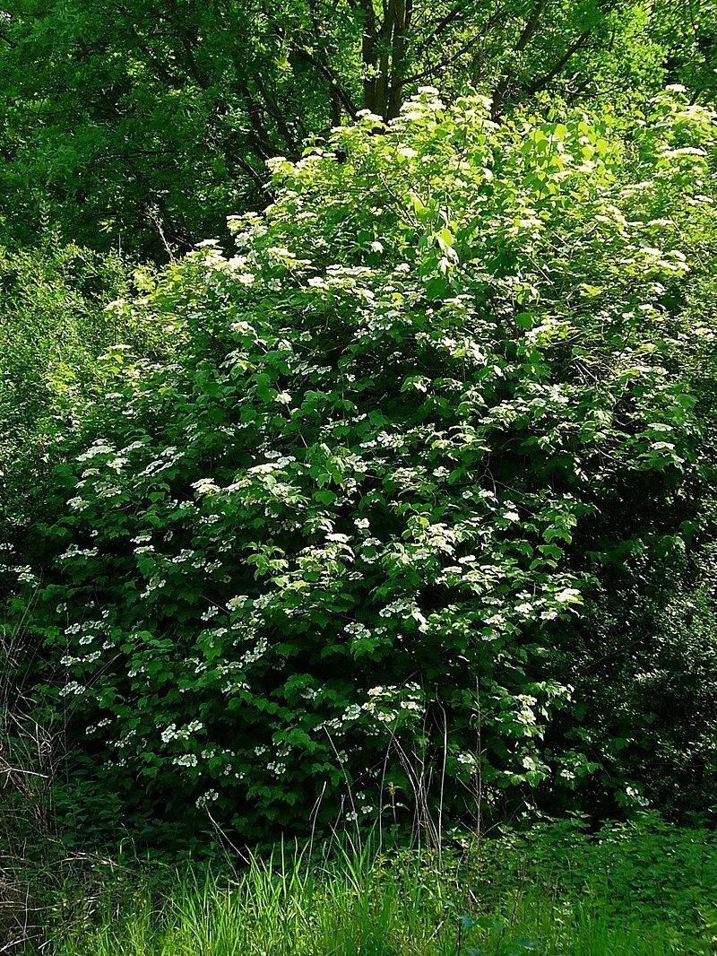 🌳 Калина красная (Viburnum opulus)