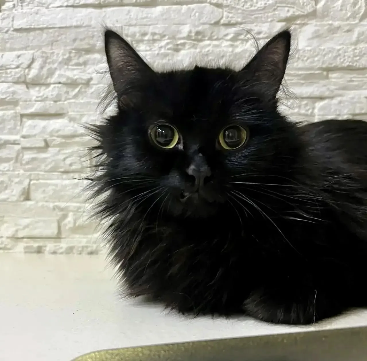🐱 Испуганный котёнок из приюта стал любимцем в доме жителя Салехарда