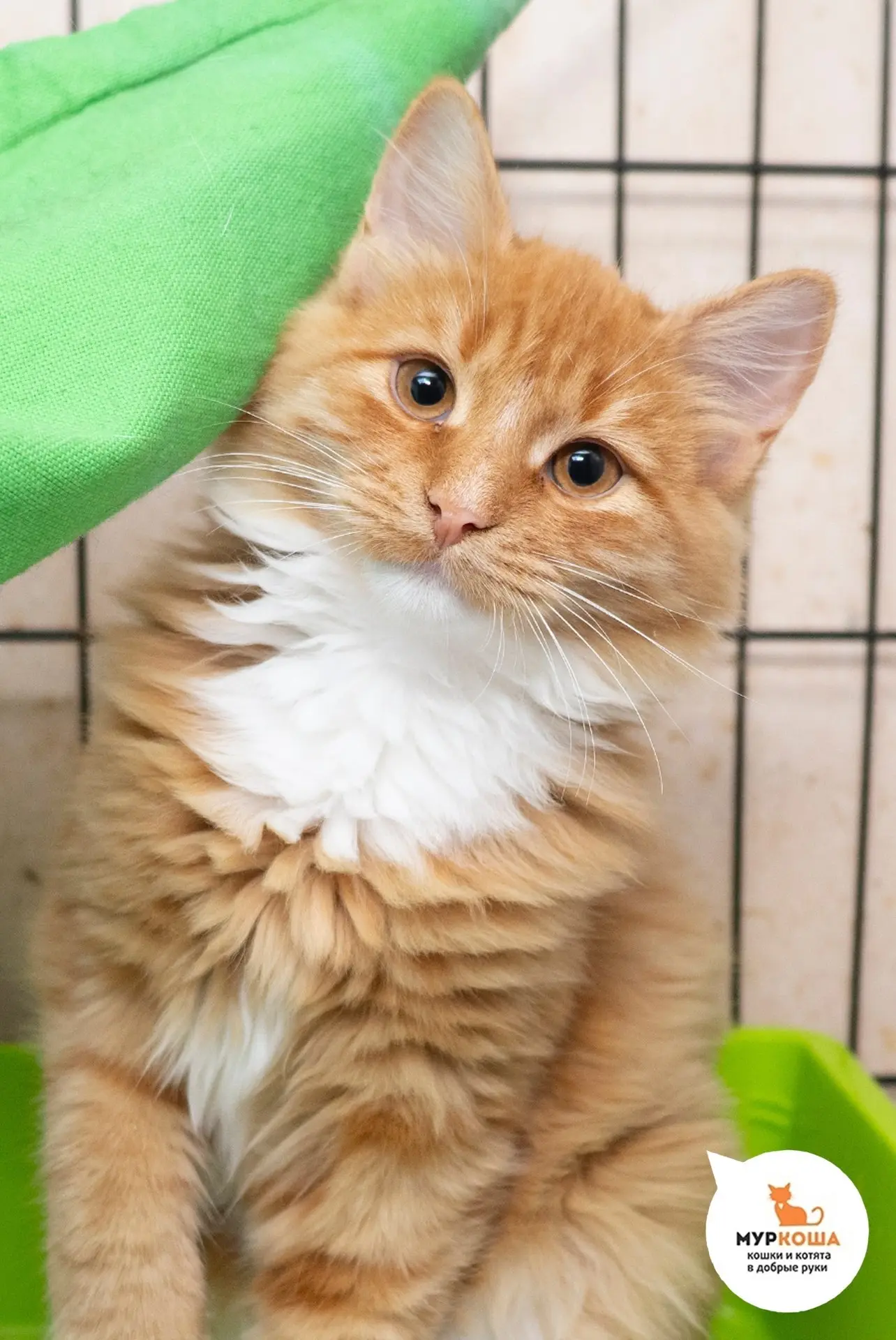 А вот фото новичков-котят: