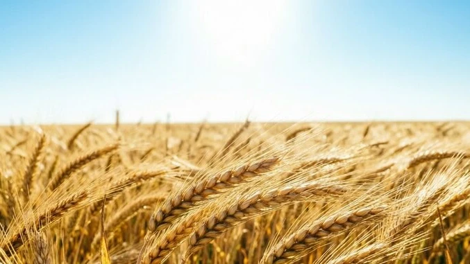 С праздником, созидатели: агропортал AGRO XXI поздравляет с Днем работника сельского хо...