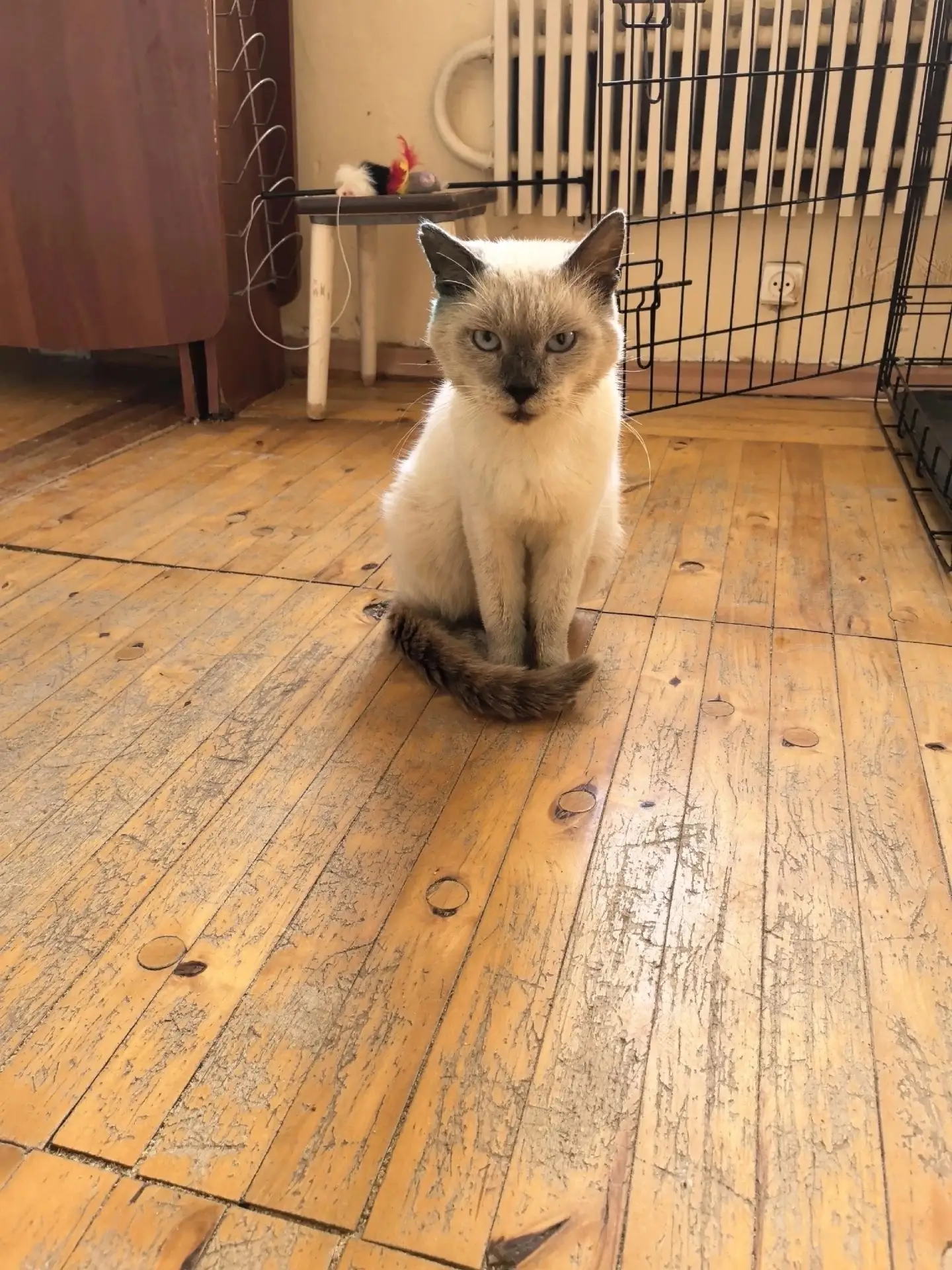 🐾 ФЕНИКС (ФЕНЯ) ИЩЕТ ДОМ! 🏡❤️ Срочно нужен дом, т.к. передержка заканчивается в пятни...
