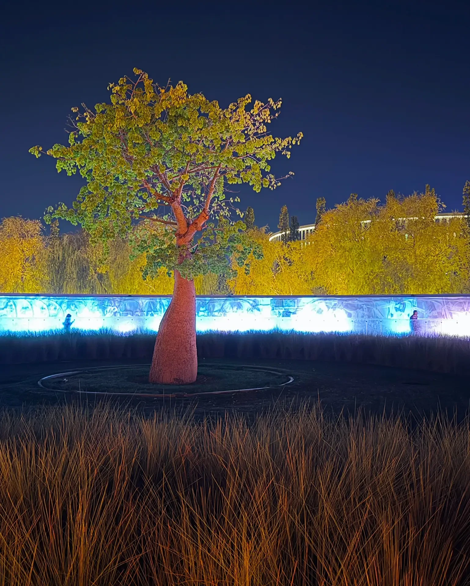 Хоризия в парке Галицкого 🌳