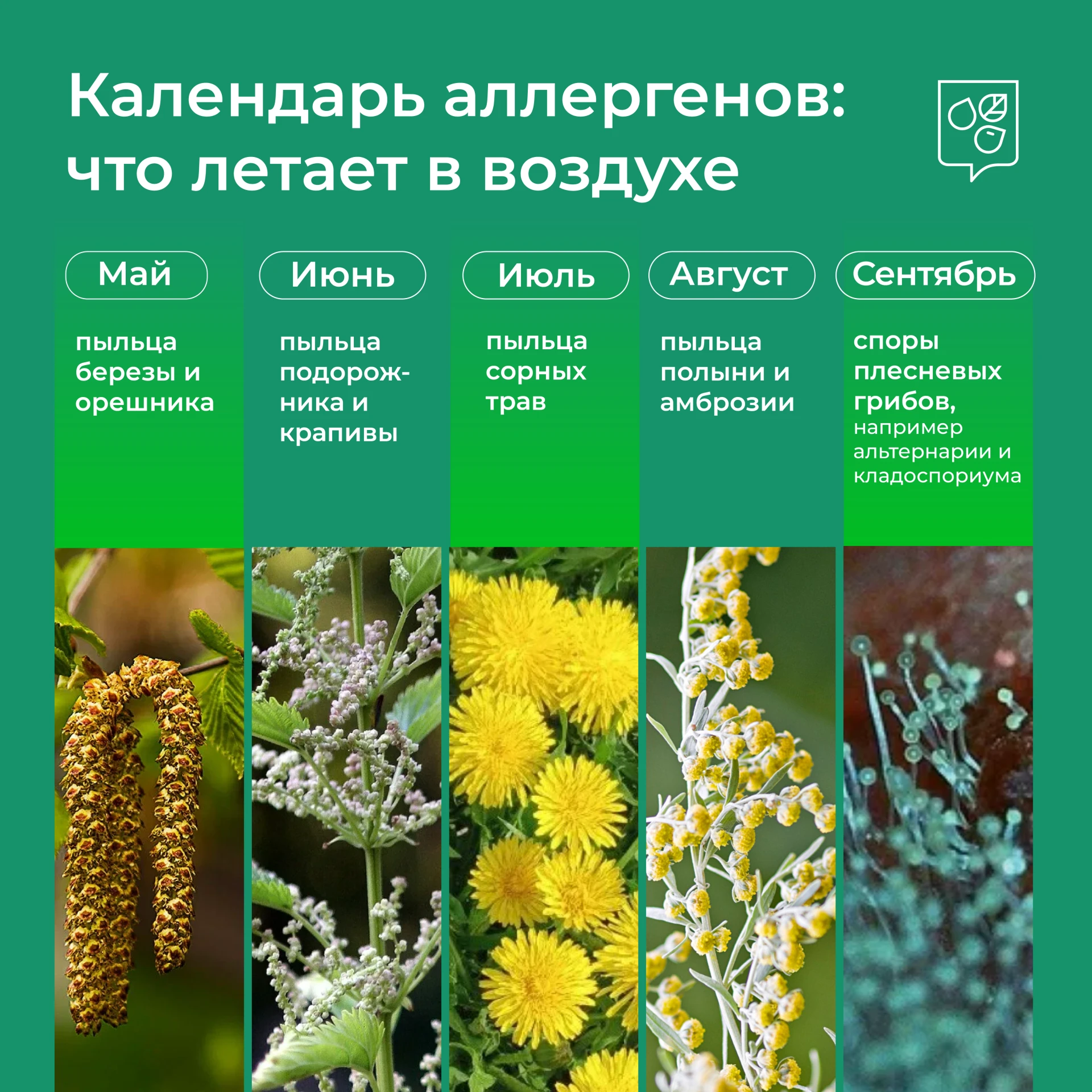 🍂  Пыльца отступает — в столице завершилось активное цветение трав
