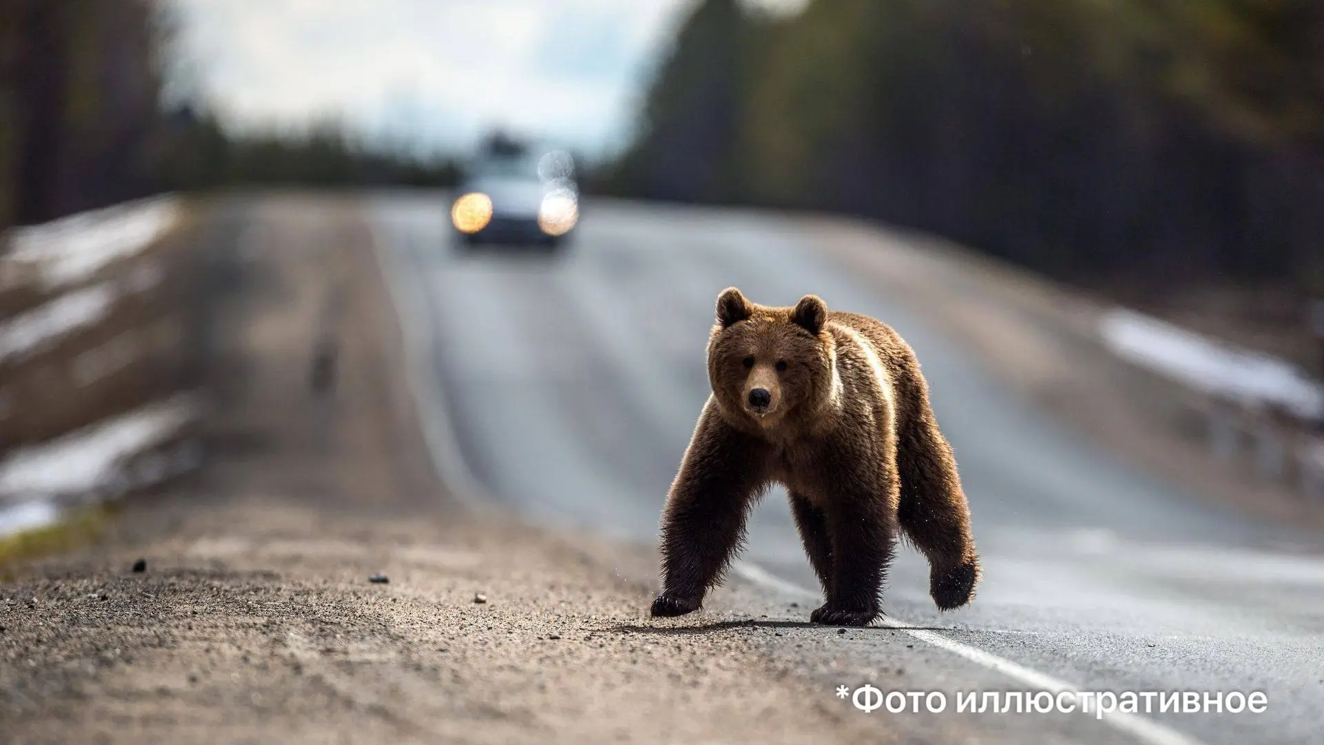В Топкинском округе ищут медведя, которого заметили на базе «Лесная»